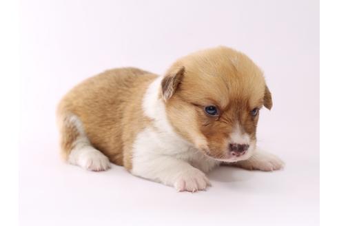 成約済の栃木県のウェルシュコーギーペンブローク-53938の3枚目