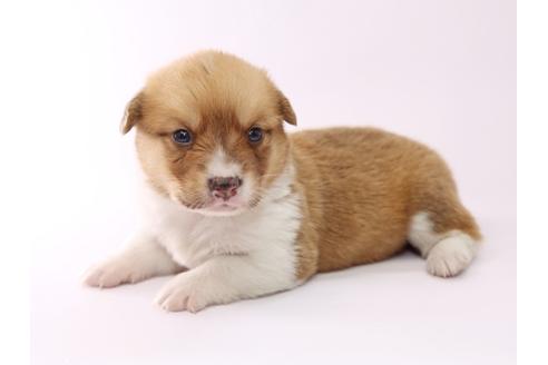 成約済の栃木県のウェルシュコーギーペンブローク-53938の2枚目