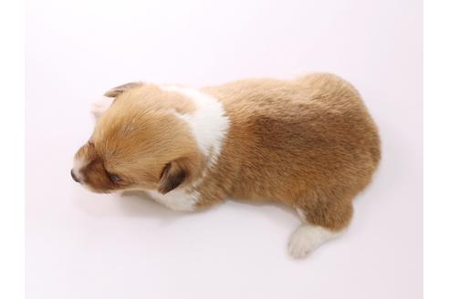 成約済の栃木県のウェルシュコーギーペンブローク-53938の1枚目