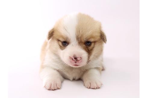 成約済の栃木県のウェルシュコーギーペンブローク-53939の4枚目