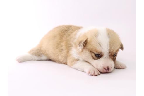 成約済の栃木県のウェルシュコーギーペンブローク-53939の3枚目