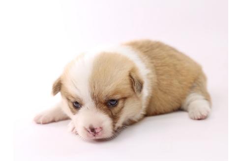 成約済の栃木県のウェルシュコーギーペンブローク-53939の2枚目