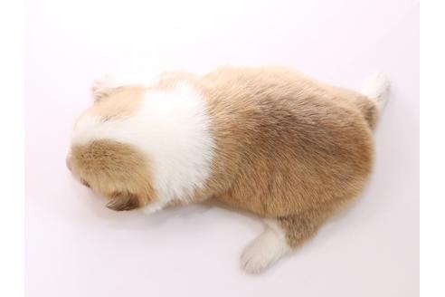 成約済の栃木県のウェルシュコーギーペンブローク-53939の1枚目