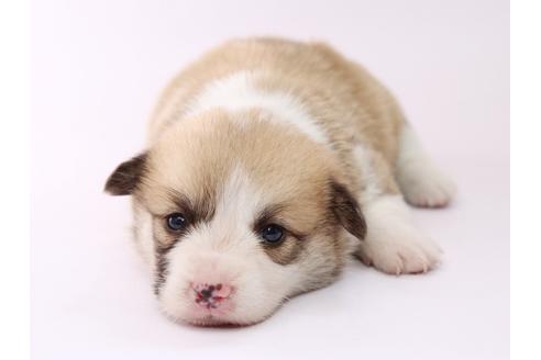 成約済の栃木県のウェルシュコーギーペンブローク-53940の4枚目