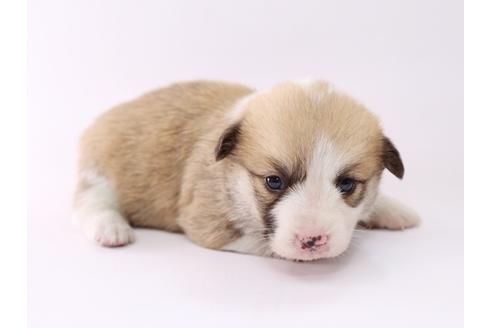 成約済の栃木県のウェルシュコーギーペンブローク-53940の3枚目