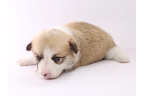 成約済の栃木県のウェルシュコーギーペンブローク-53940の2枚目