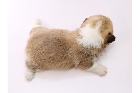 成約済の栃木県のウェルシュコーギーペンブローク-53940の1枚目