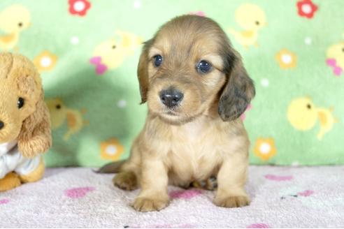 成約済の兵庫県のミニチュアダックスフンド(ロングヘアード)-53941の3枚目