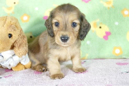 成約済の兵庫県のミニチュアダックスフンド(ロングヘアード)-53945の3枚目