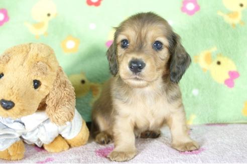 成約済の兵庫県のミニチュアダックスフンド(ロングヘアード)-53945の2枚目