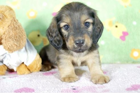 成約済の兵庫県のミニチュアダックスフンド(ロングヘアード)-53946の3枚目