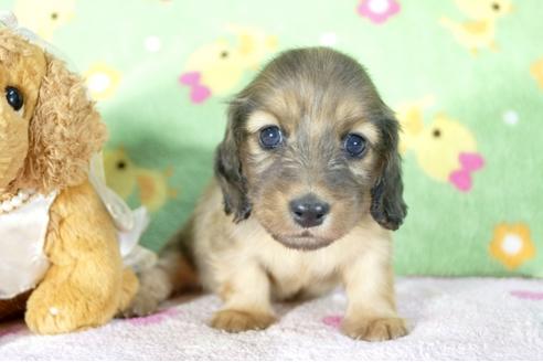 成約済の兵庫県のミニチュアダックスフンド(ロングヘアード)-53947の3枚目