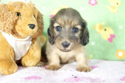 成約済の兵庫県のミニチュアダックスフンド(ロングヘアード)-53947の2枚目