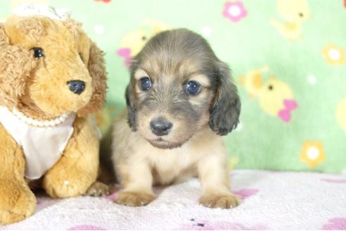 成約済の兵庫県のミニチュアダックスフンド(ロングヘアード)-53947の1枚目