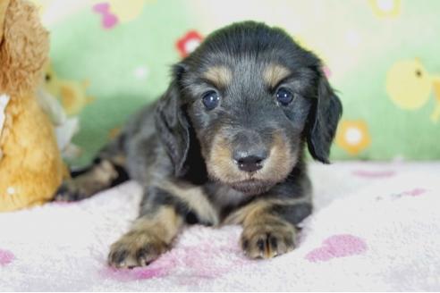 成約済の兵庫県のミニチュアダックスフンド(ロングヘアード)-53948の3枚目