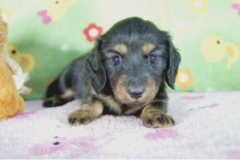 成約済の兵庫県のミニチュアダックスフンド(ロングヘアード)-53948の2枚目