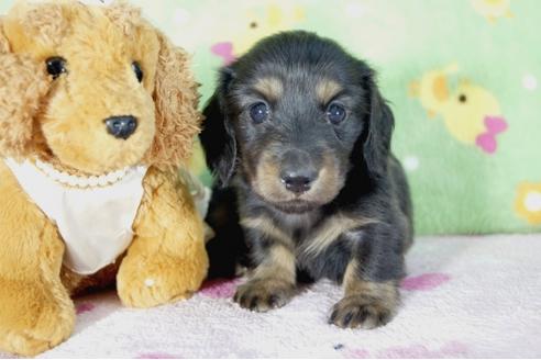 成約済の兵庫県のミニチュアダックスフンド(ロングヘアード)-53948の1枚目