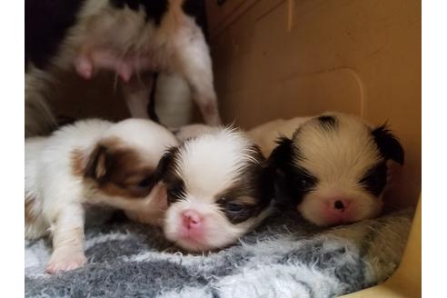 成約済の愛知県の狆 (チン)-53975の3枚目