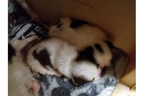 成約済の愛知県の狆 (チン)-53975の2枚目