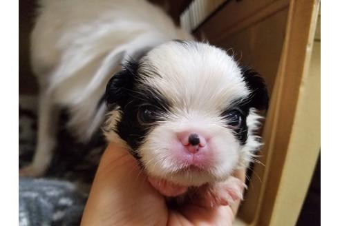 成約済の愛知県の狆 (チン)-53975の1枚目