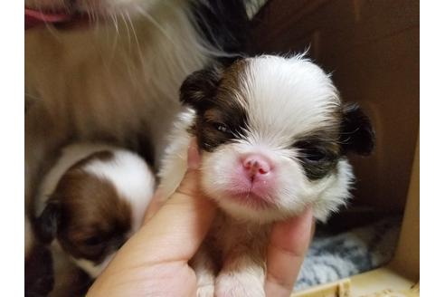 成約済の愛知県の狆 (チン)-53976の2枚目