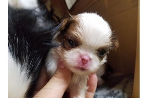 成約済の愛知県の狆 (チン)-53976の1枚目