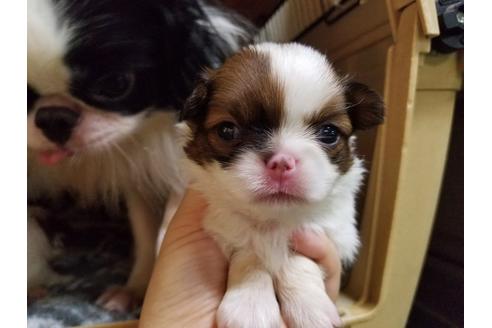 成約済の愛知県の狆 (チン)-53977の2枚目