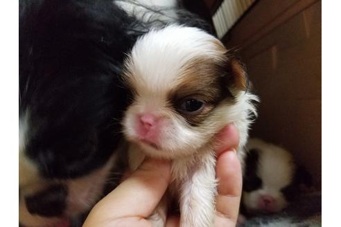 成約済の愛知県の狆 (チン)-53977の1枚目