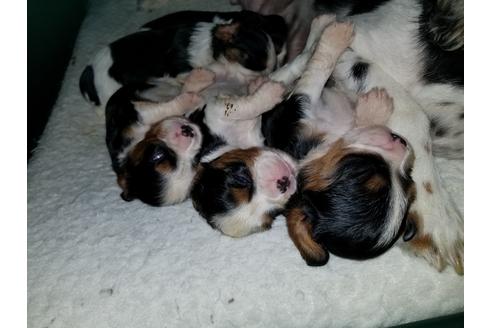 成約済の愛知県のキャバリアキングチャールズスパニエル-53979の1枚目