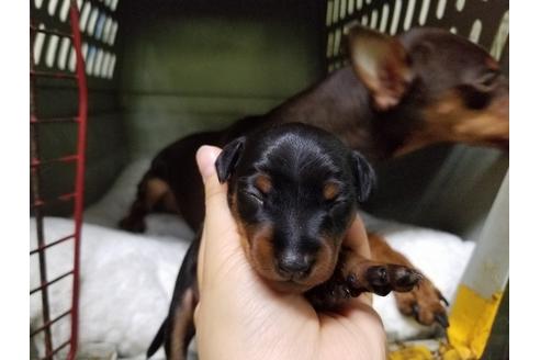 成約済の愛知県のミニチュアピンシャー(ミニピン)-53981の4枚目