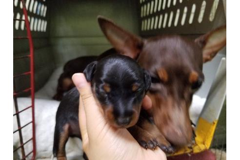 成約済の愛知県のミニチュアピンシャー(ミニピン)-53981の3枚目