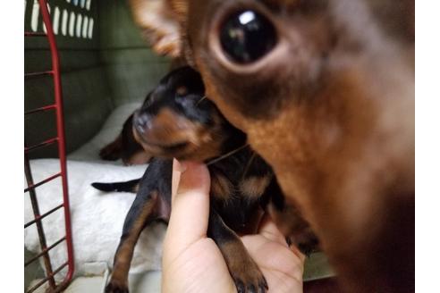 成約済の愛知県のミニチュアピンシャー(ミニピン)-53981の2枚目