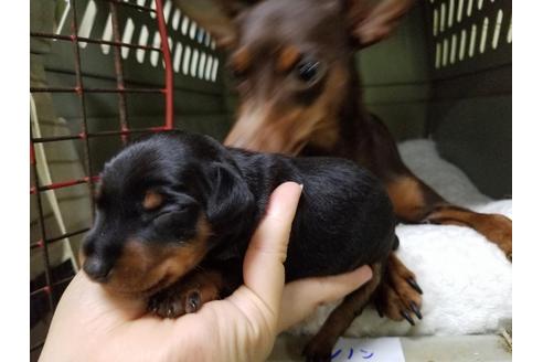 成約済の愛知県のミニチュアピンシャー(ミニピン)-53981の1枚目