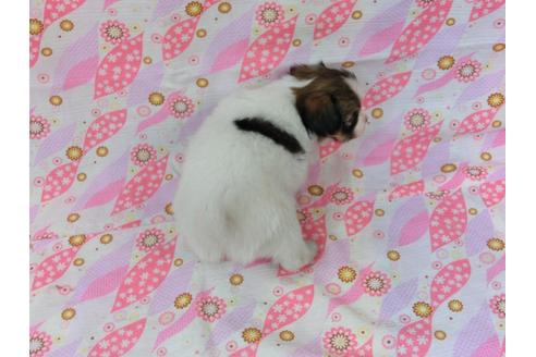 成約済の千葉県のパピヨン-53993の2枚目