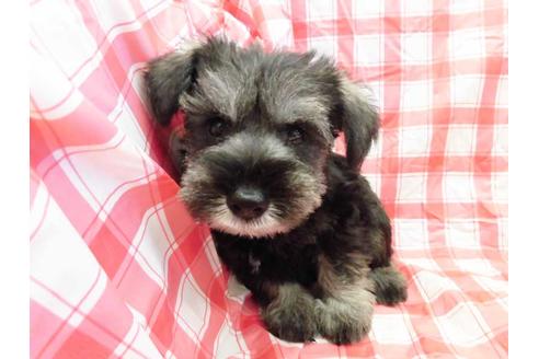 成約済の福岡県のミニチュアシュナウザー-53994の1枚目