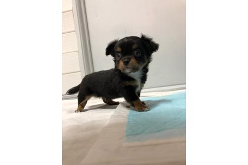 子犬