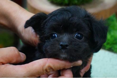 成約済の京都府のチワプー:チワワ×トイプードル-54042の3枚目