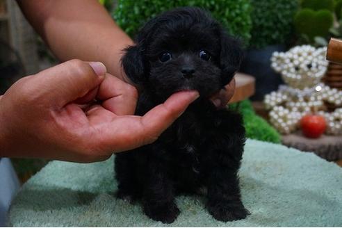 成約済の京都府のチワプー:チワワ×トイプードル-54042の2枚目