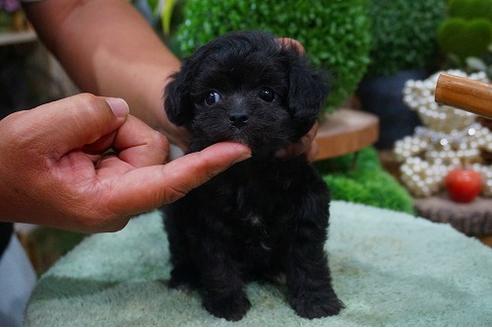 成約済の京都府のチワプー:チワワ×トイプードル-54042の1枚目