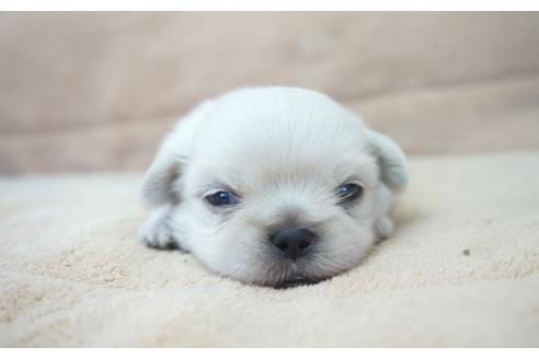 成約済の奈良県のその他の犬種-54069の4枚目