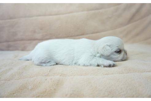 成約済の奈良県のその他の犬種-54069の2枚目