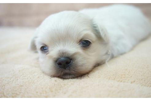 成約済の奈良県のその他の犬種-54070