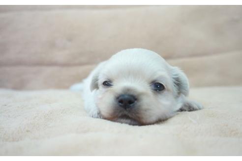 成約済の奈良県のその他の犬種-54070の4枚目