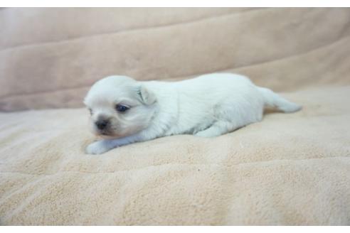 成約済の奈良県のその他の犬種-54070の3枚目