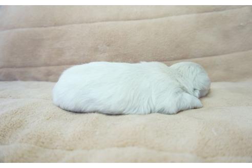 成約済の奈良県のその他の犬種-54070の2枚目