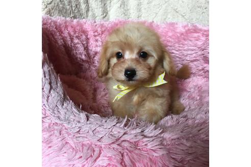成約済の福岡県のマルプー:マルチーズ×トイプードル-54076の7枚目