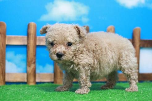 成約済の滋賀県のトイプードル-52417の3枚目