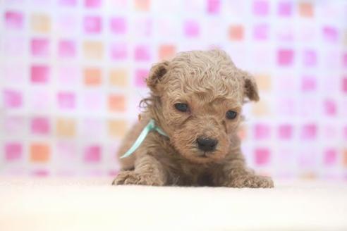 成約済の滋賀県のトイプードル-52417の1枚目