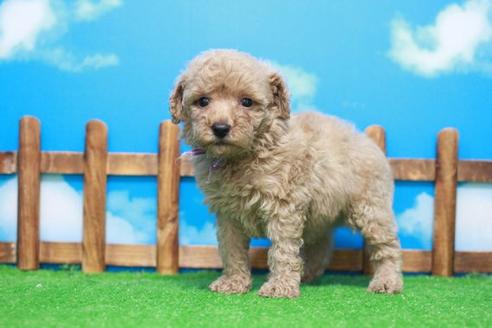 成約済の滋賀県のトイプードル-53187の4枚目