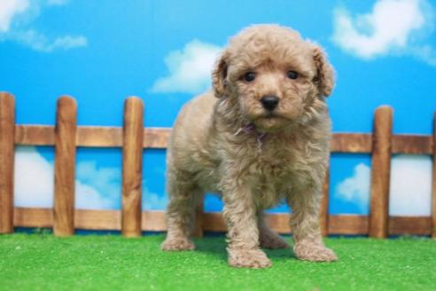 成約済の滋賀県のトイプードル-53187の3枚目